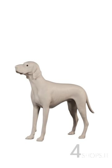 Cane german pointer in piedi bianco - Lato sx