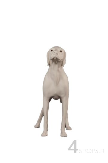Cane german pointer in piedi bianco - Lato sx